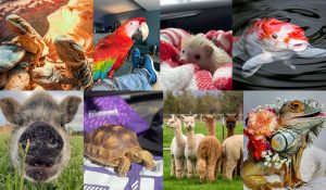 Collage of exotic pet images representing some of the animals Mazuri makes pet food for