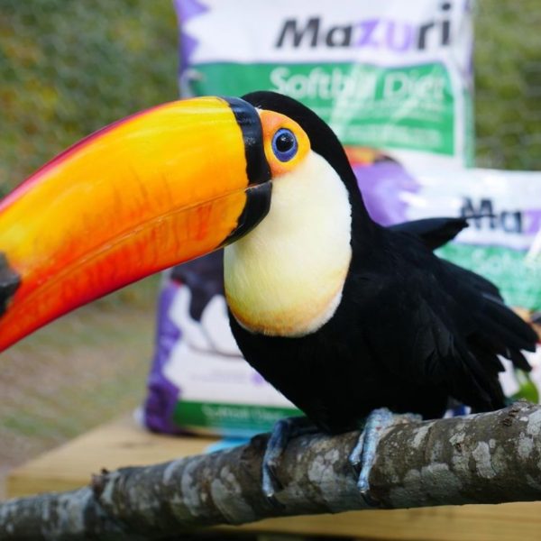 Image of a tucan with some Mazuri food packaging in the background