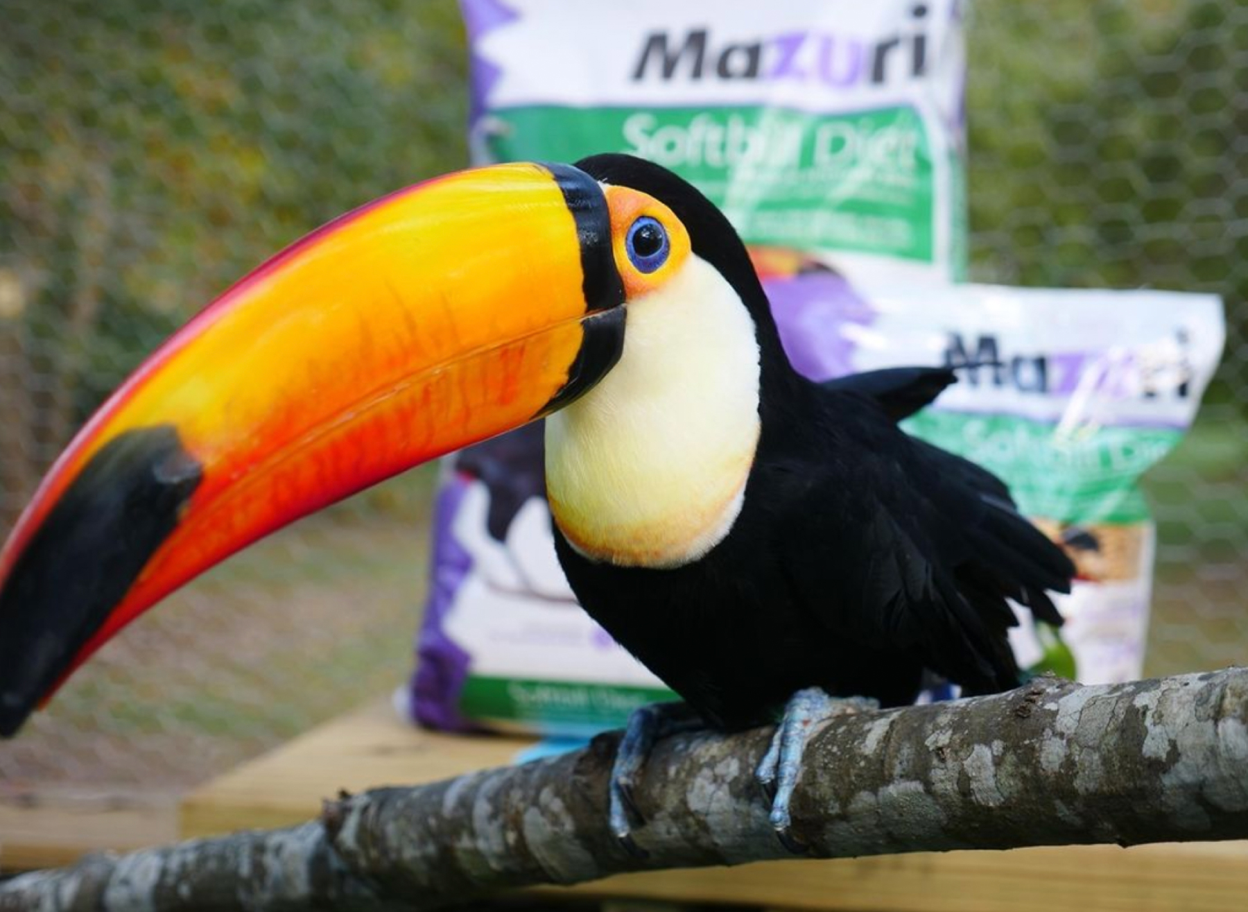 Image of a tucan with some Mazuri food packaging in the background