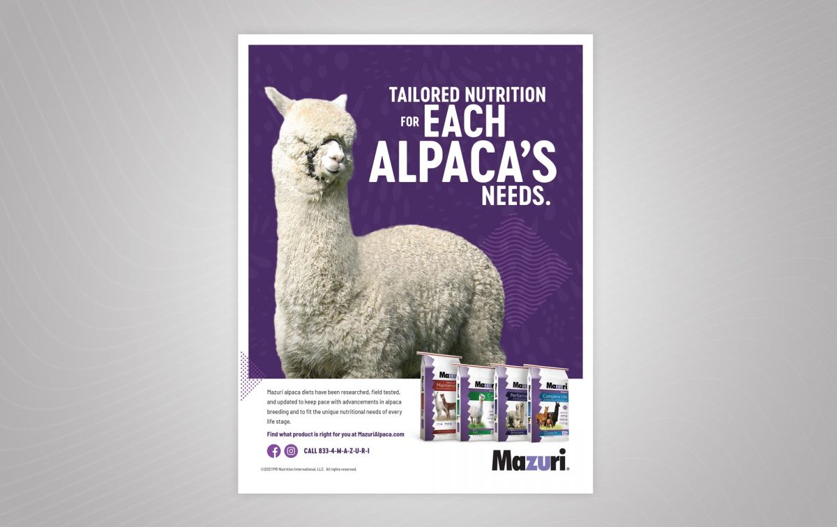 An example print ad for Mazuri with the headline Tailored nutrition for each alpaca's needs, created by Curious Plot