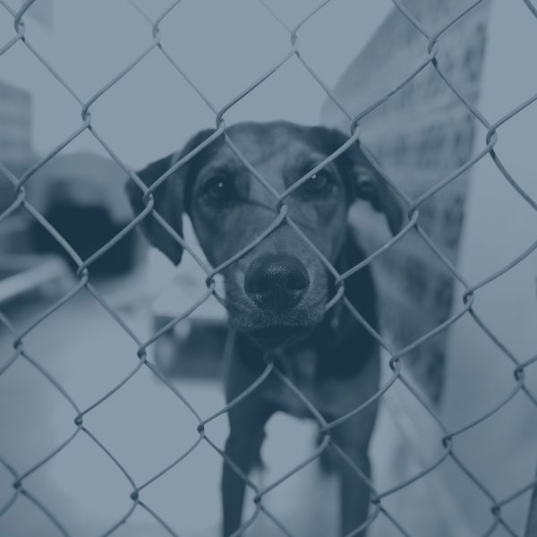 Dog peeking through a chain link fence.