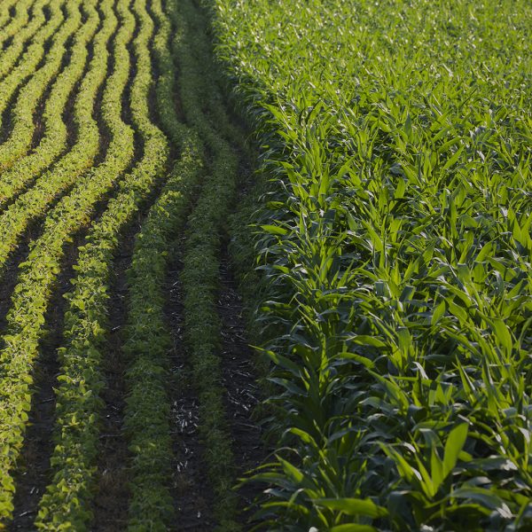 Adjacent corn and soybean fields.