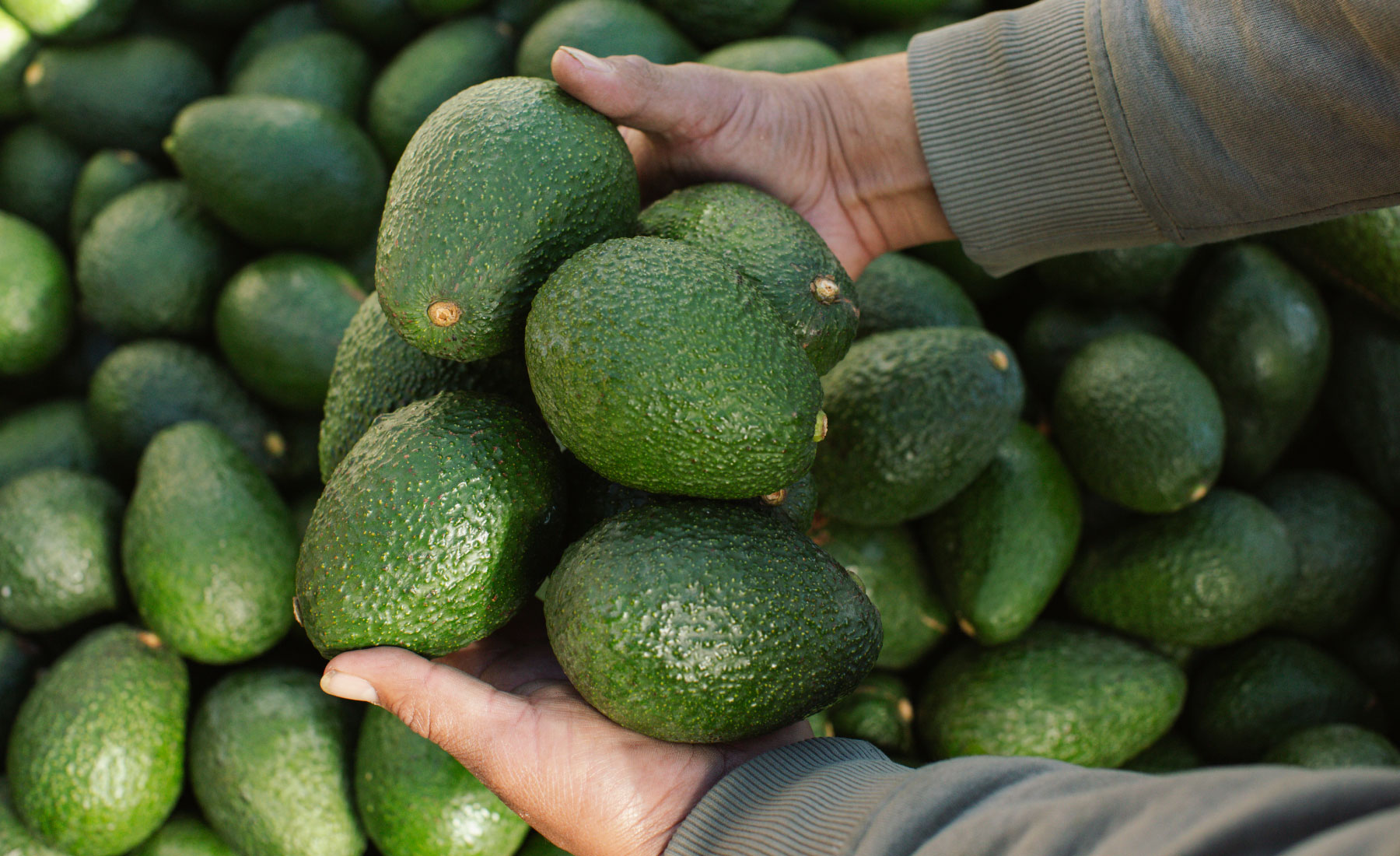 Avocados being picked up from crate