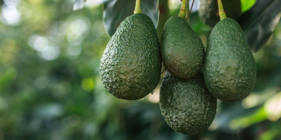 California Avocadso on a tree