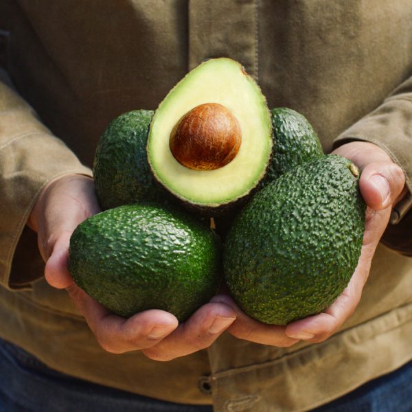 Holding California Avocado