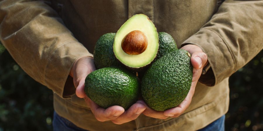 Holding California Avocado