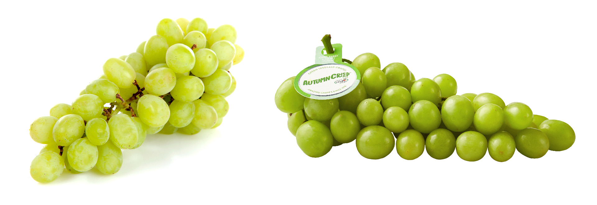 Typical green grapes compared to large, crispy AUTUMNCRISP grapes.