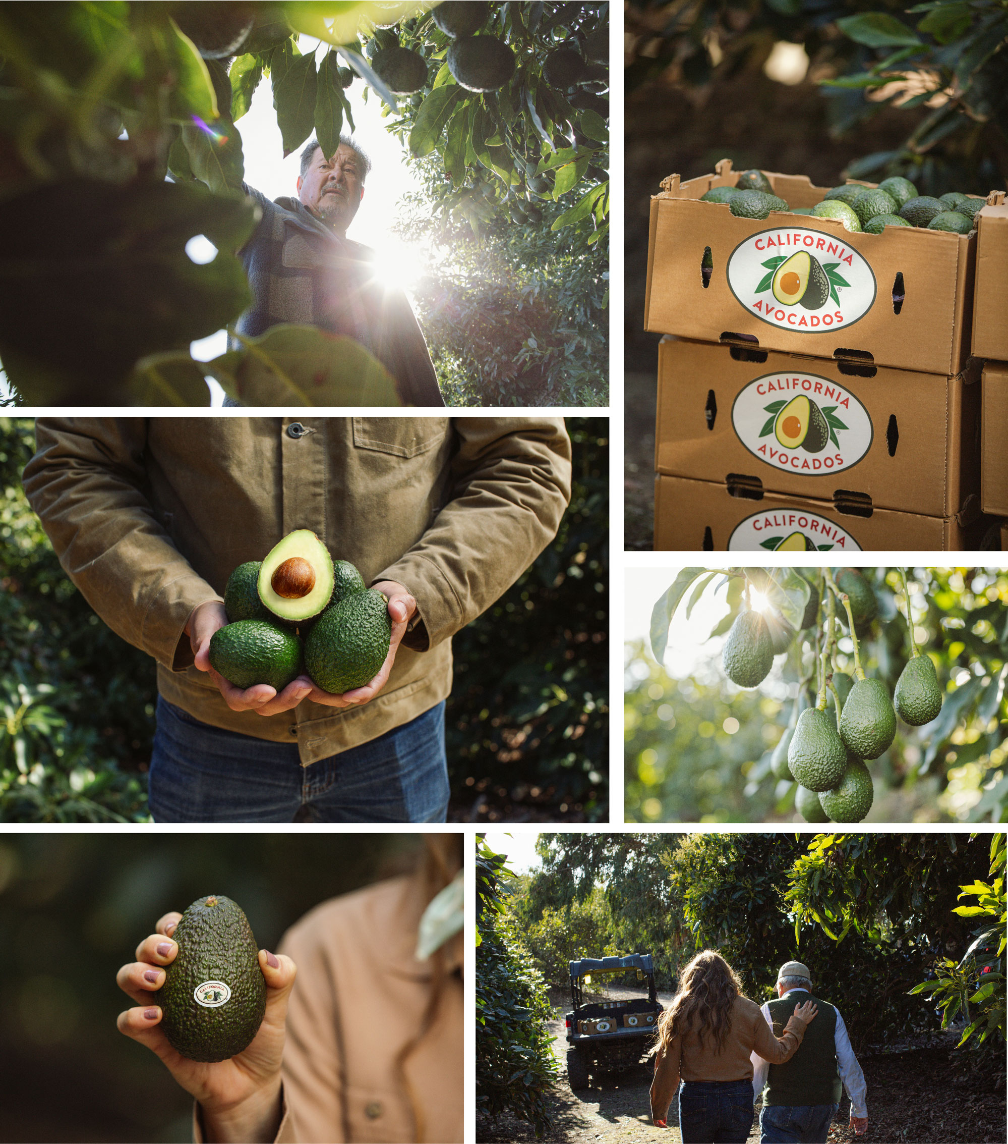 Scenes from a California Avocado grove.