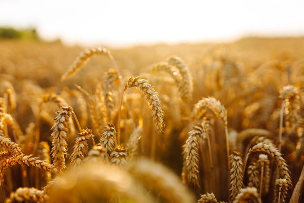 Close up of wheat plants in a field
